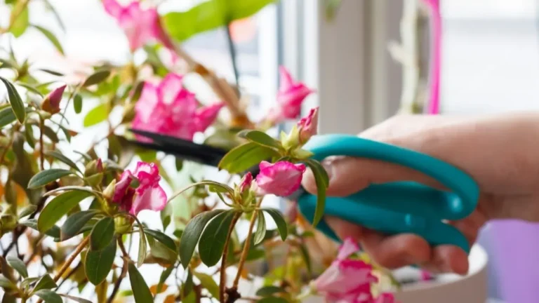 How to Prune Azaleas for Healthy Growth and Beautiful Blooms: Best Tips for Beginners How to prune azaleas