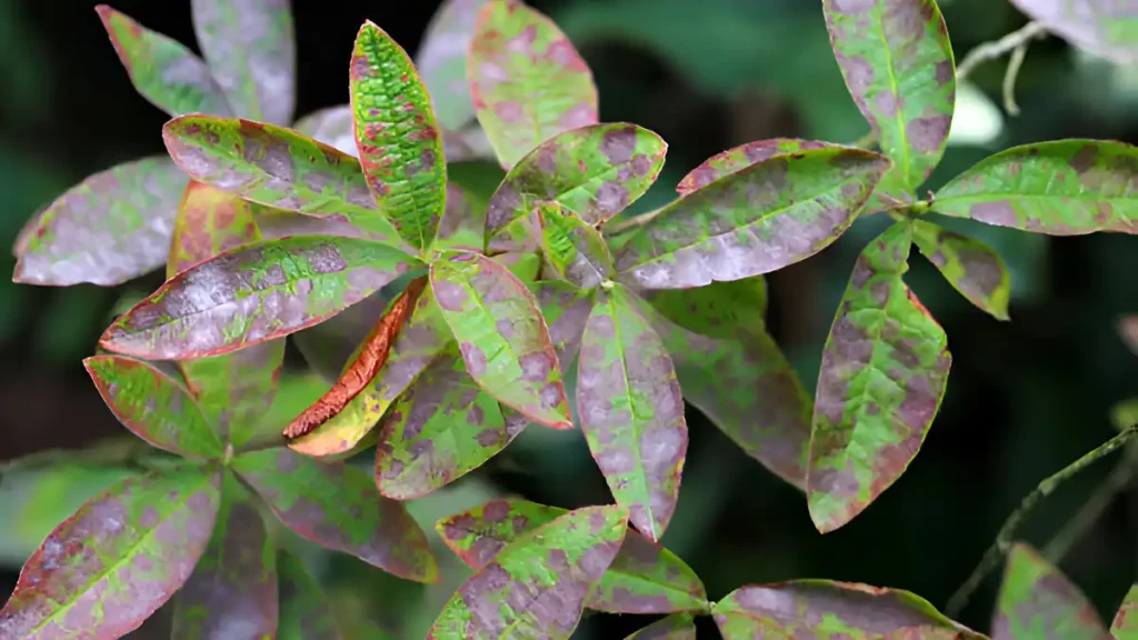 Leaf spot azalea diseases