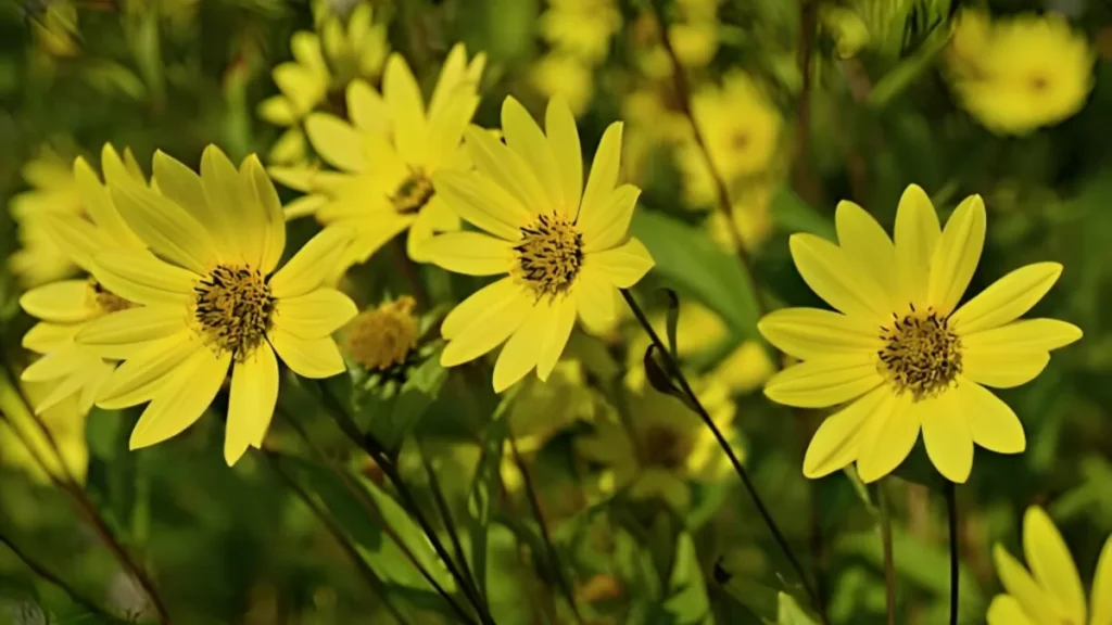 Perennial vegetables