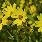 Perennial vegetables