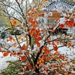 Winter garden ideas
