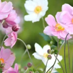 Anemone flower