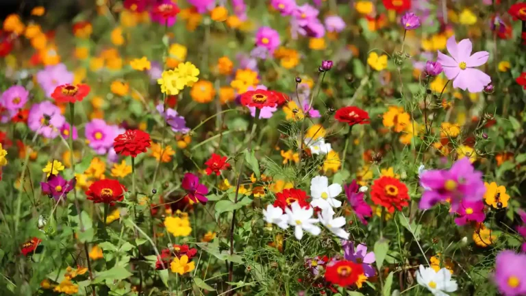 Best Flower Garden Ideas to Brighten Your Garden Flower garden