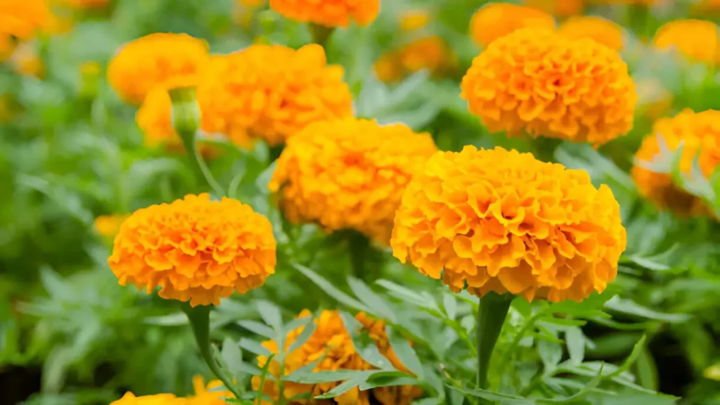 Marigold flowers