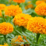 Marigold flowers