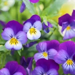Pansy flower