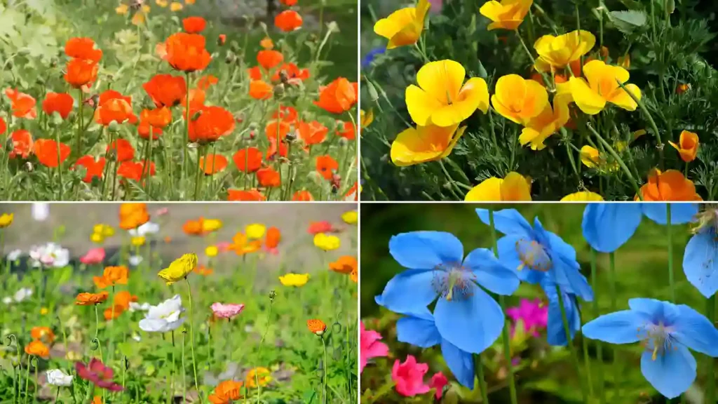 Types of poppies