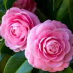 Camellia flower