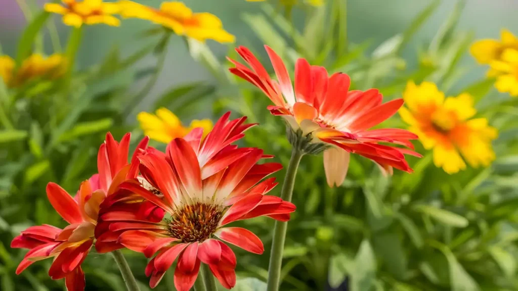 Gerbera daisy