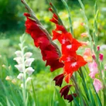 Gladiolus flower