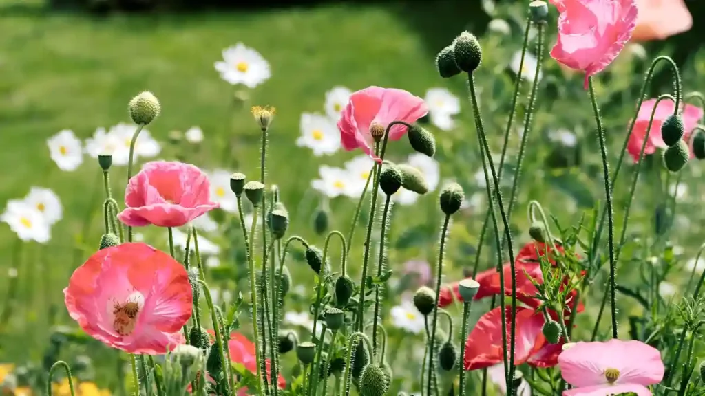 How to grow poppies