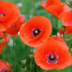 Poppies flower