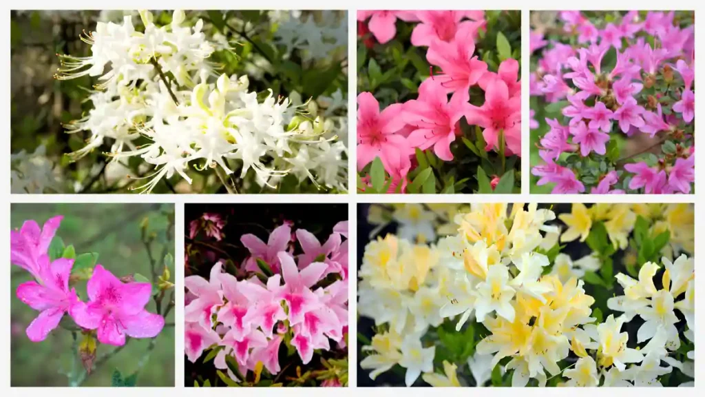 Types of azalea flowers