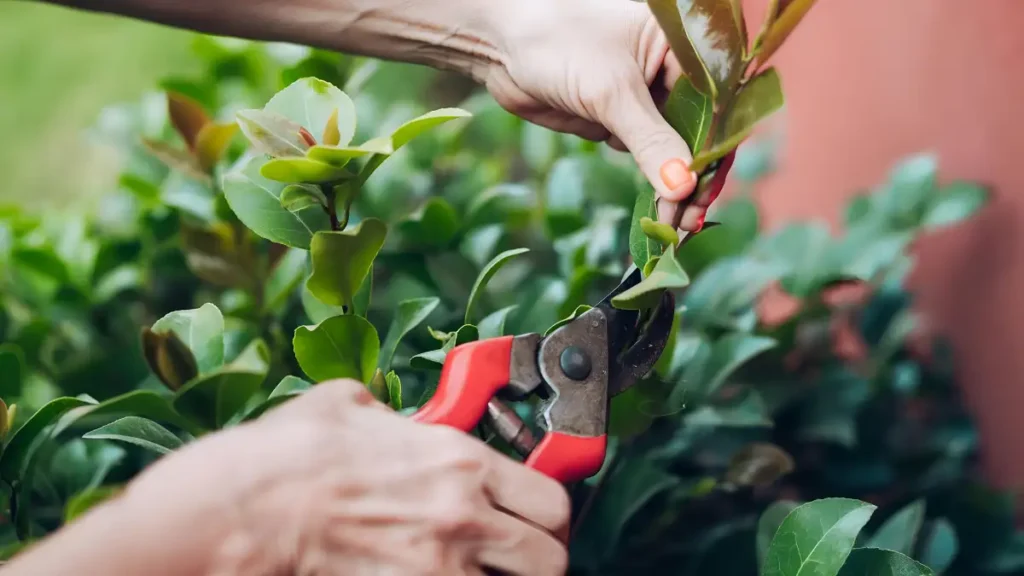 When to prune camellias