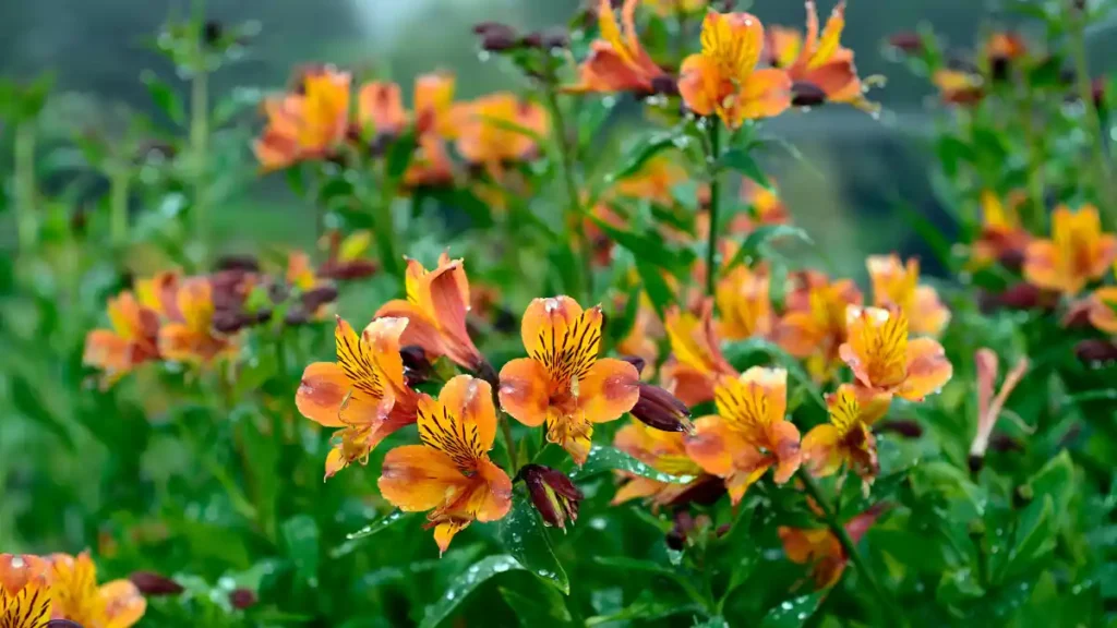 Peruvian lily