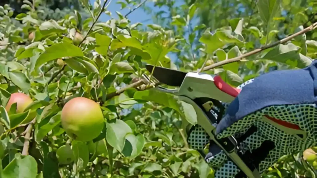 Backyard fruit garden