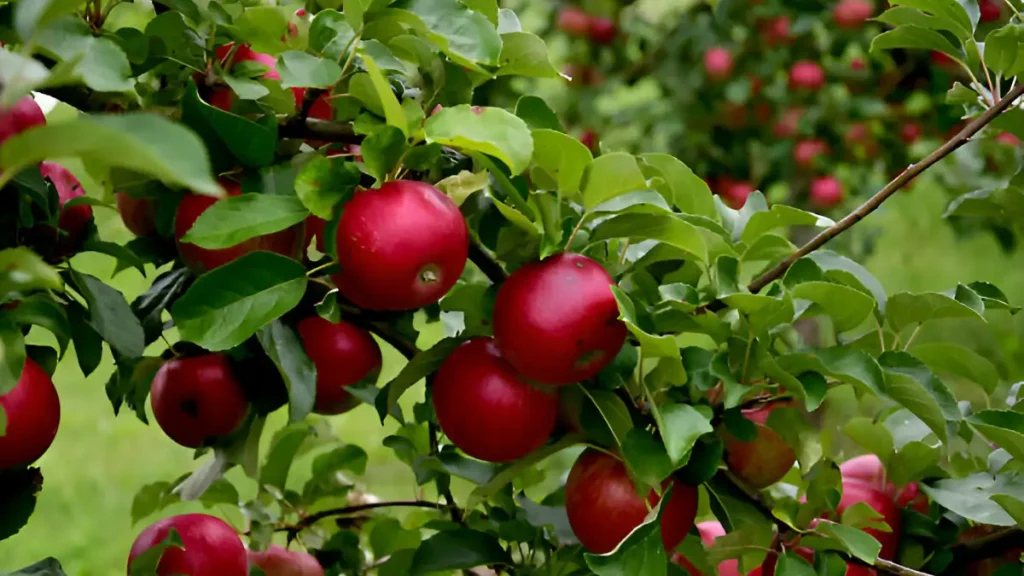 Fruit garden