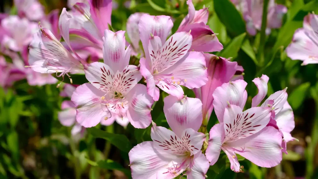 Peruvian lily flower