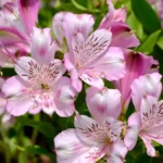 Peruvian lily flower