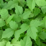 Poison ivy plant