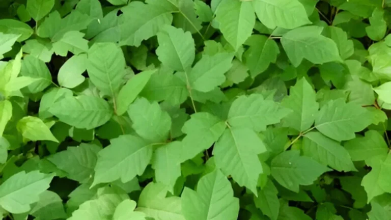 Poison ivy plant