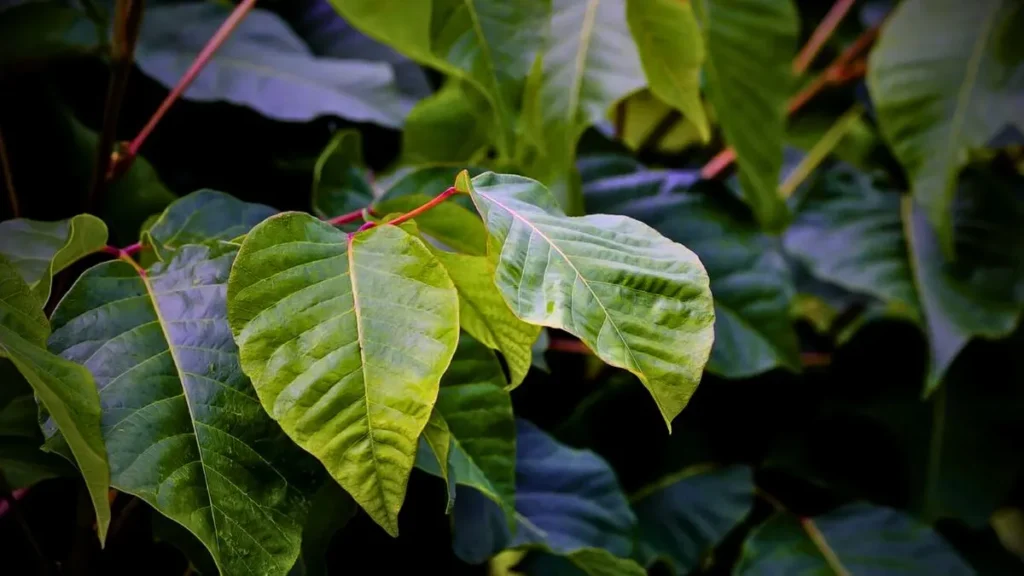 Poison Sumac Rash