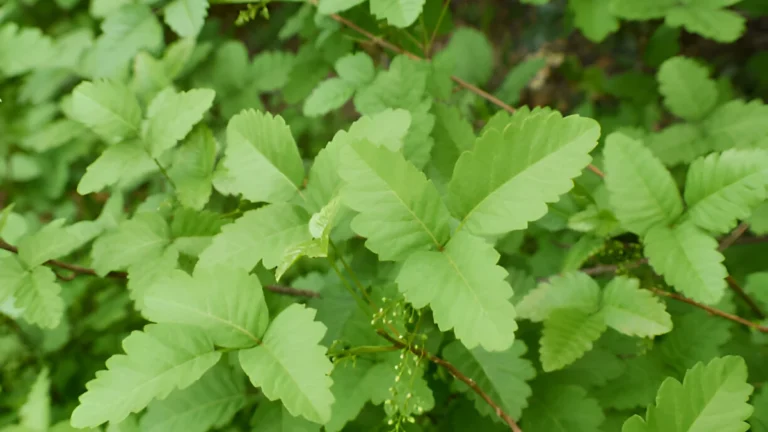 Poison oak