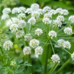 water hemlock