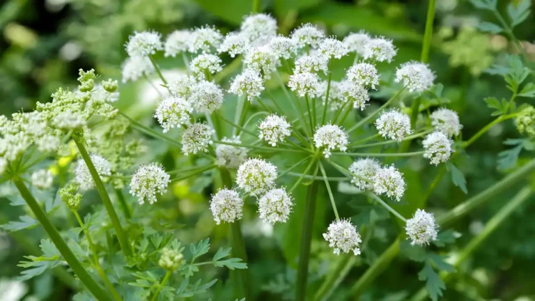 water hemlock