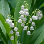 Lily of the Valley