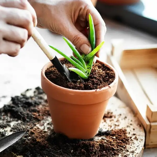 Low maintenance outdoor plants