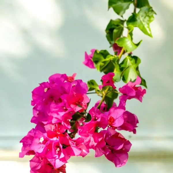 Low maintenance outdoor plant