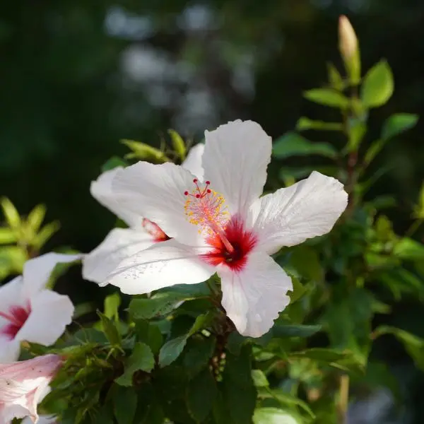 Hibiscus