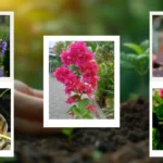 Low Maintenance Outdoor Plants