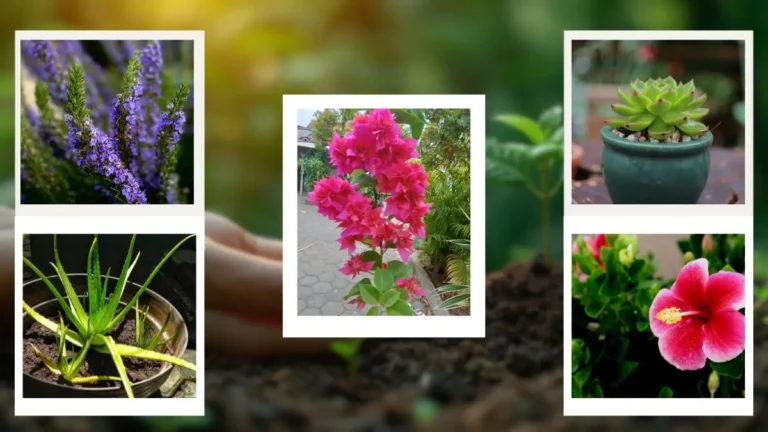 Top 8 Low Maintenance Outdoor Plants for Effortless Gardens Low Maintenance Outdoor Plants