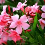 Oleander