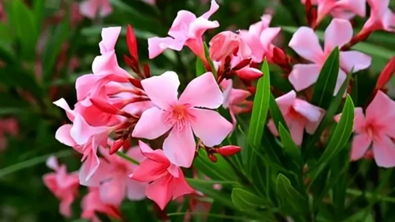 Oleander