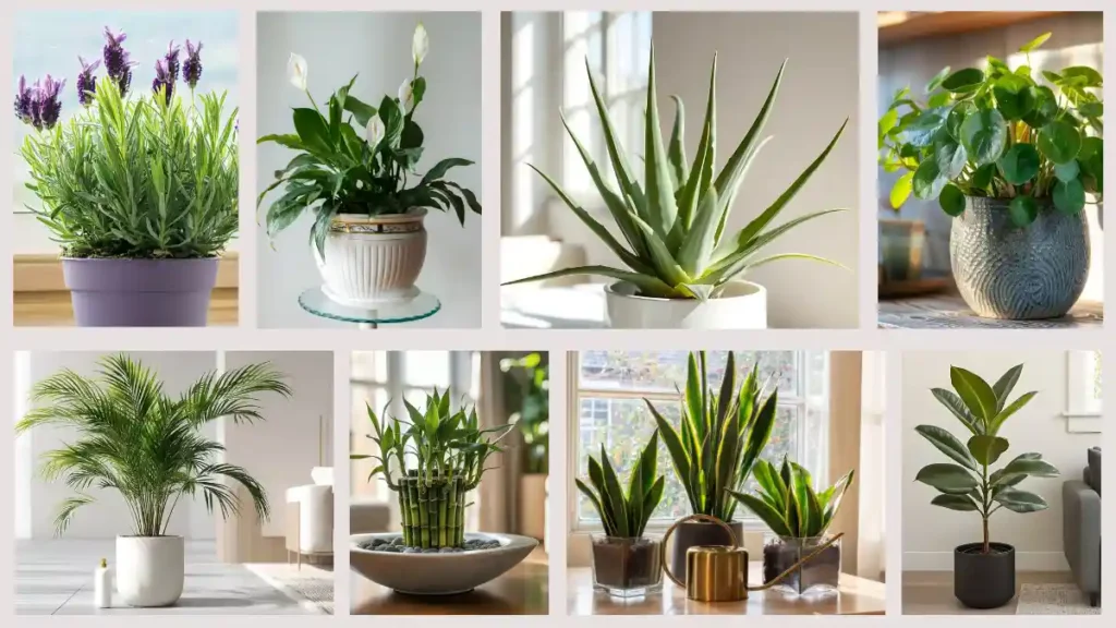 Vastu plants for home