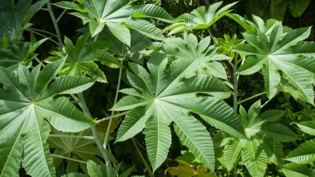 Castor bean plant