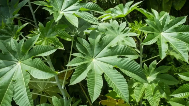 Castor bean plant