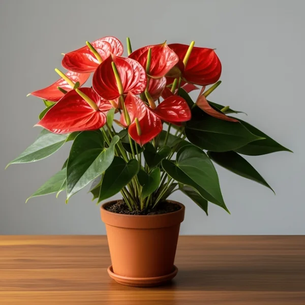 Anthurium