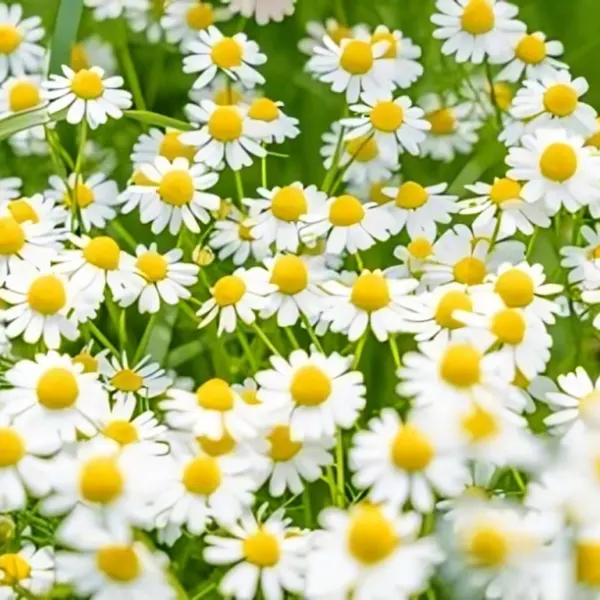 Chamomile