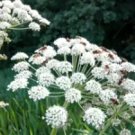 Cow Parsnip
