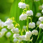 Lily of the valley flower