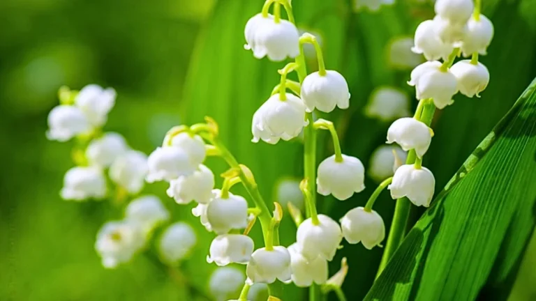 Lily of the valley flower
