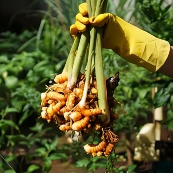 Turmeric