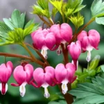 Valentine’s Plants