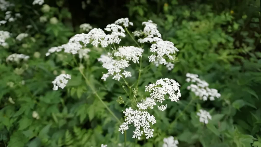 Poison hemlock