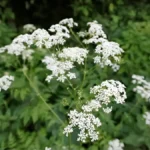 Poison hemlock