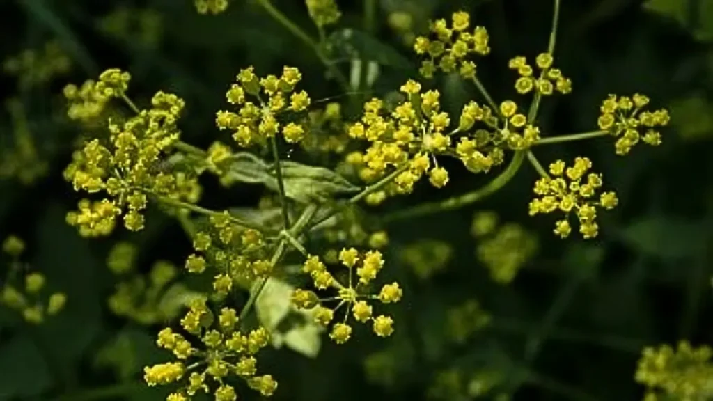 Wild parsnip